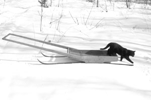 new sled with Sasha