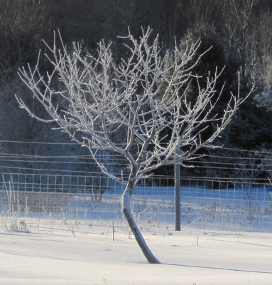 Black Oxford apple tree in snow