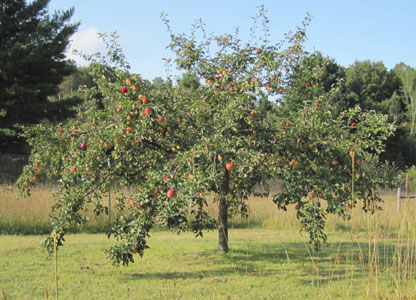 Dudley apple tree in fruit