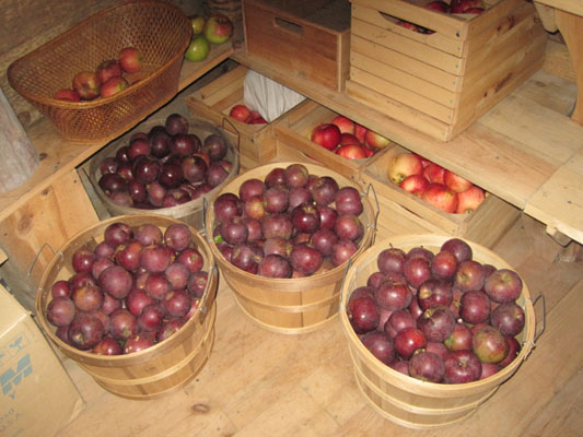 Black Oxford apples stored
