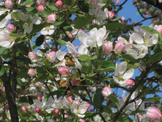 bumblebee on crabapple blossom