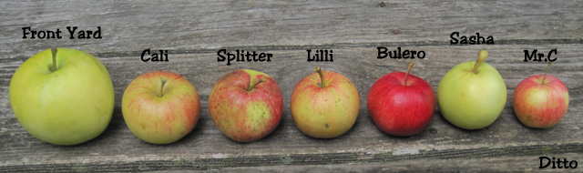 apples from wild trees 2019