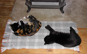 cats Cali and Sasha on rug