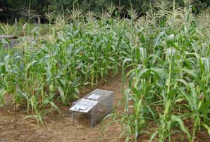corn with trap august