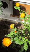 photo calendula in greenhouse