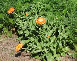 photo calendula in garden