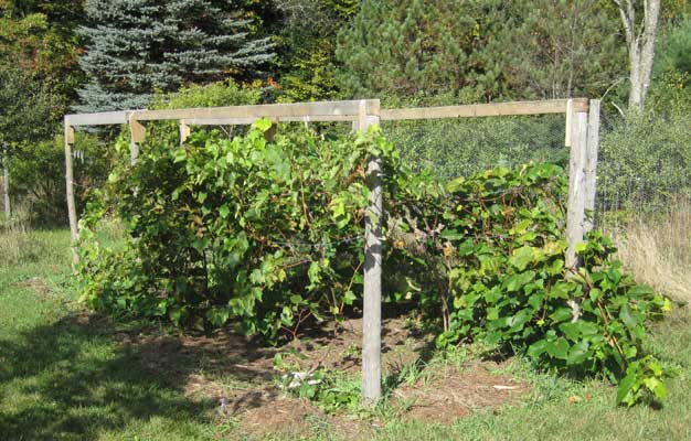 six vine grape trellis