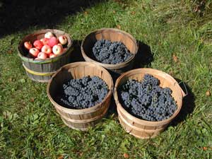 harvested grapes and apples