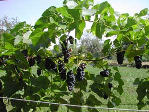 ripe grapes on vine