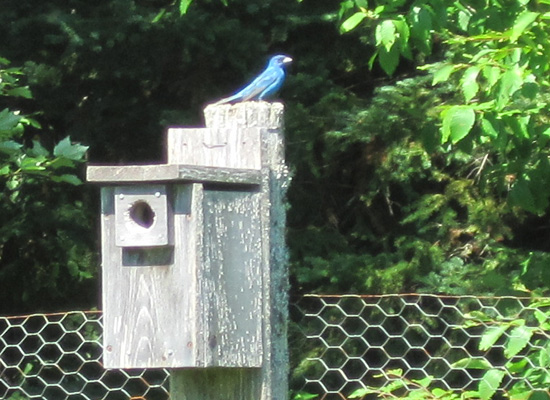 Indigo Bunting male