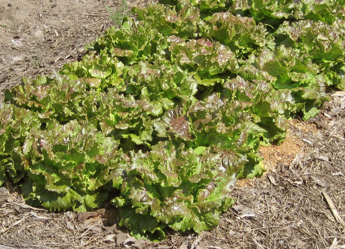 Sierra lettuce mature