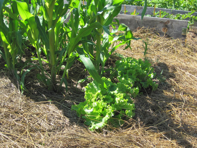 lettuce growing under corn