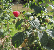 Prelude raspberry October