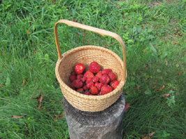 basket Old North Sea strawberries