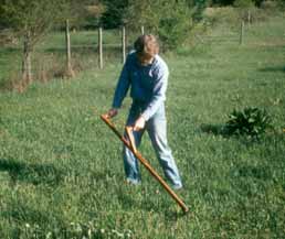 Steve cutting hay with scythe