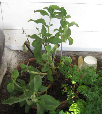 stevia plant greenhouse