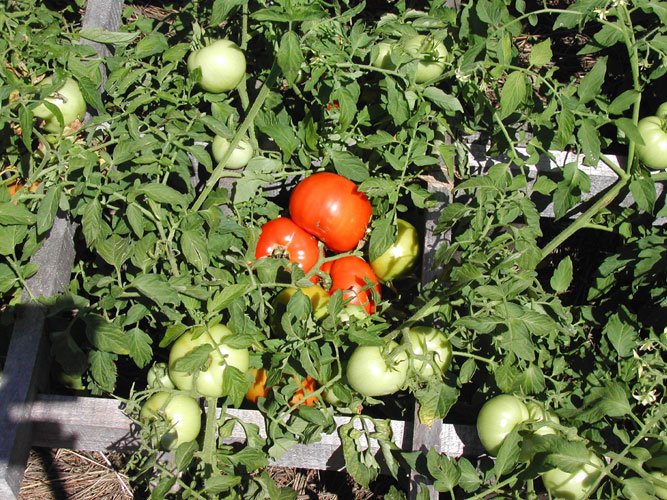 Earlirouge Tomato plants and friut