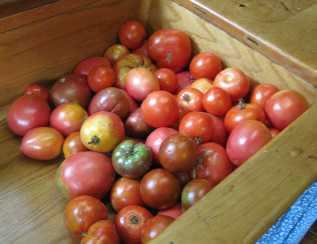 mix of tomato varieties harversted