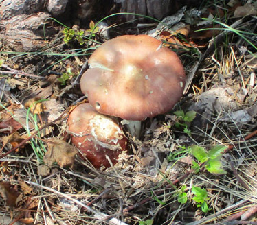 Winecap mushrooms mid July