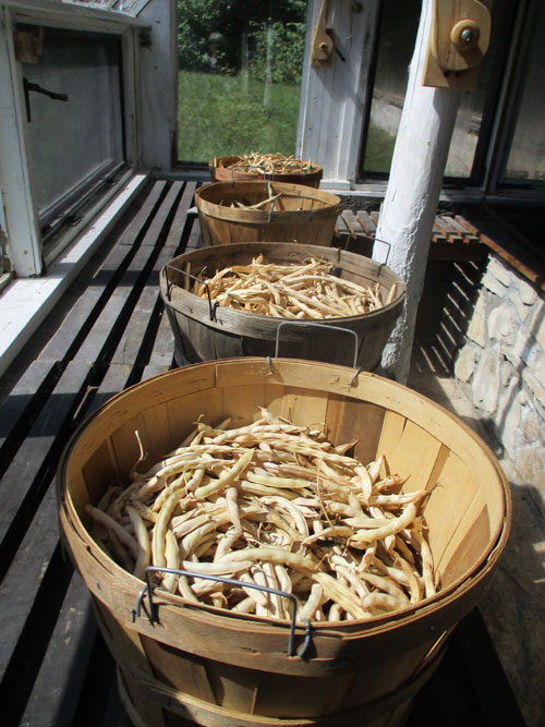 bean pods drying in greenhouse