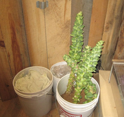 brussels sprouts in root cellar