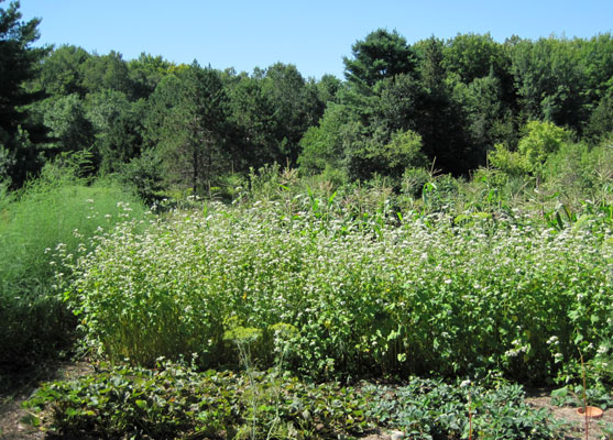 buckwheat flowering