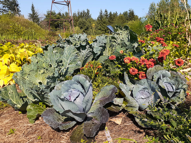 ripe cabbages and zinnias in garden