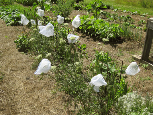 carrot flowers bagged