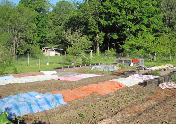 garden covered blankets frost