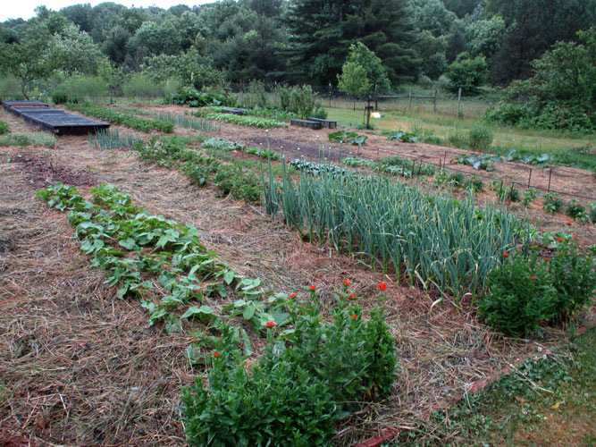 mulched garden after rain