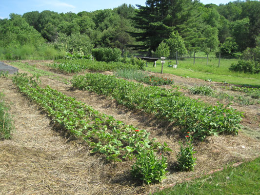 garden June 29