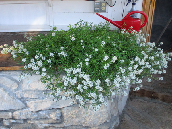 Alyssum in greenhouse mid April