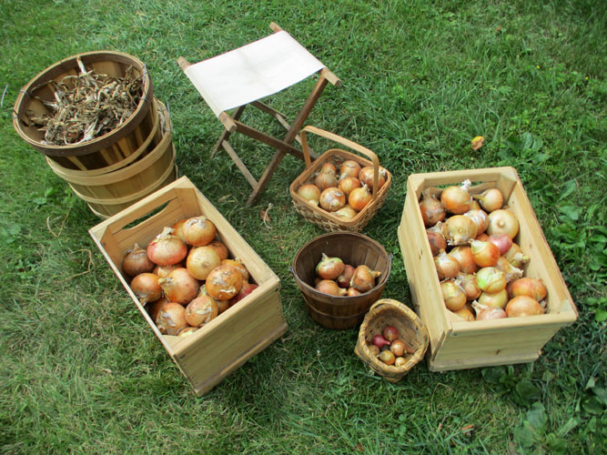 harvested onions  2021