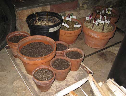 planted pots by stove