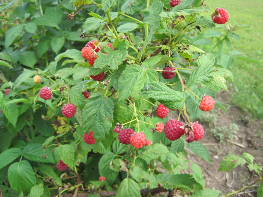 ripe raspberries on plant