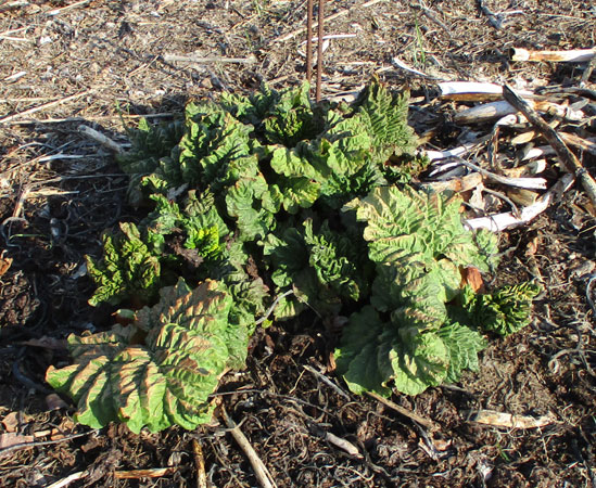 rhubarb in April