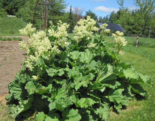 rhubarb flowing