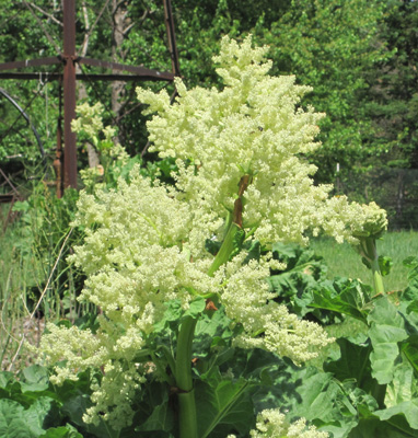 rhubarb flowers