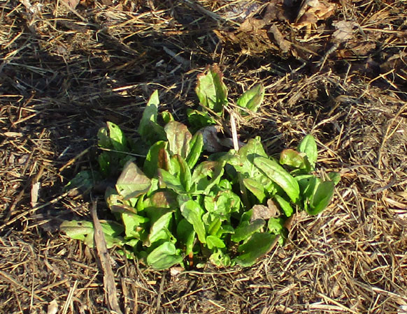 garden sorrel