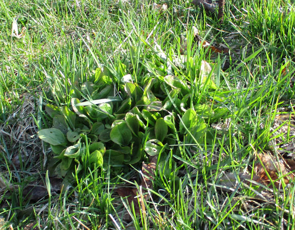 Garden Sorrel in grass