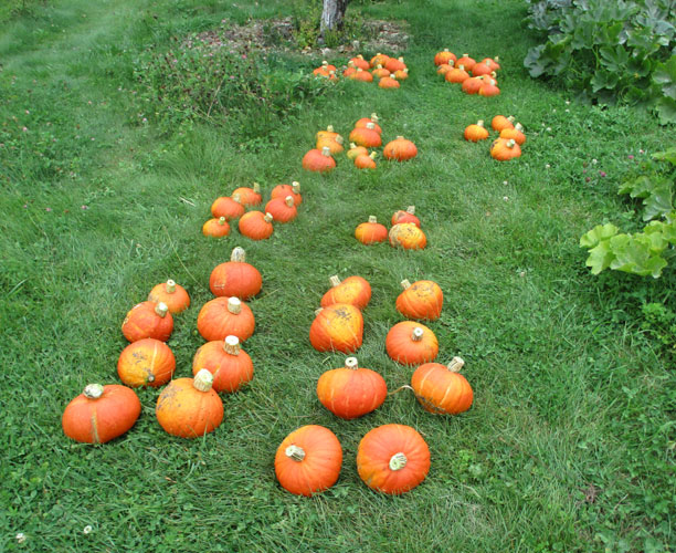 winter squash harvest Sept. 2021