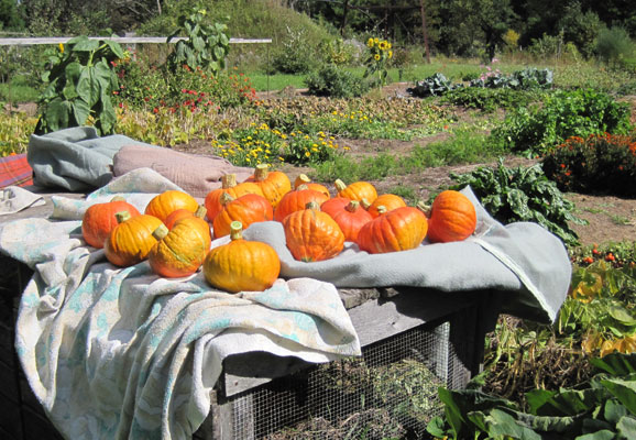 winter squash harvest