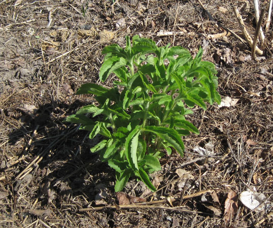 stevia plant in garden mid June