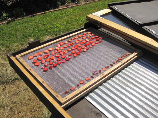 strawberries in solar dryer