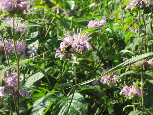 wild bergamot and bee