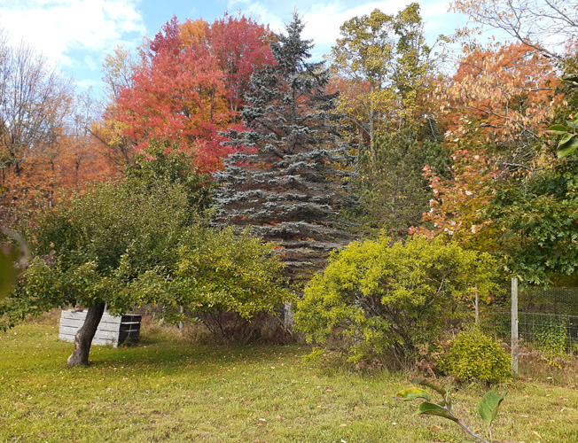 November 11, 2025 Fall Colors