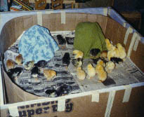 Chicks in cardboard box home