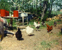 Homestead Chickens (22802 bytes)