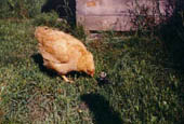 'Buffy' Hen and Chick