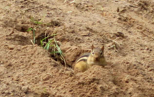 chipmunk in dirt